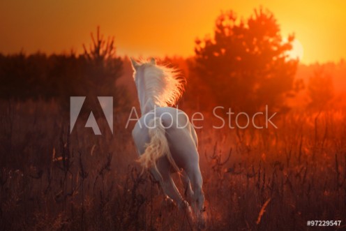 Picture of White horse